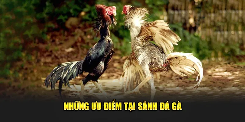 Mẹo Chơi Đá Gà CQ9 Hiệu Quả Để Tăng Tỷ Lệ Thắng